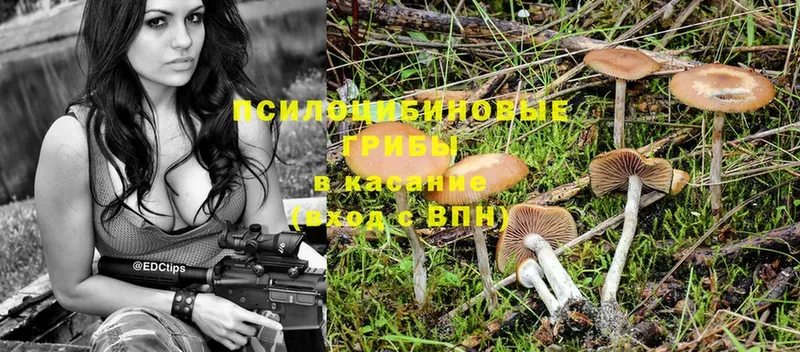 Галлюциногенные грибы Psilocybe  OMG ССЫЛКА  Каргат 